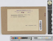 Coleosporium campanulae (Pers.) Leveil