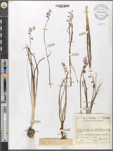Hyacinthus amethystinus