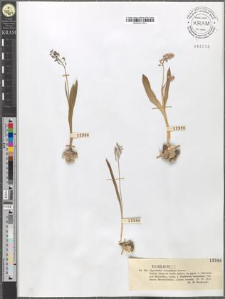 Hyacinthus leucophaeus Steven.