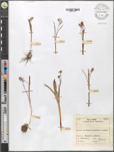 Hyacinthus leucophaeus Stev.