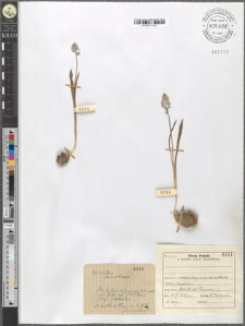 Hyacinthus leucophaeus