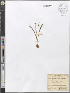 Scilla bifolia L. var. albiflora