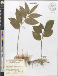 Polygonatum latifolium