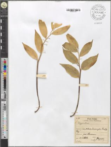 Polygonatum latifolium (Jacq.) Desf.