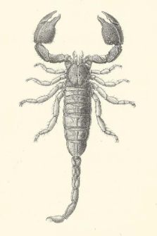 Descriptions of two new Genera of Scorpions, with Notes upon some Species of Palamn&aelig;us