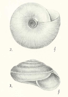 Przyczynki do systematyki i zoogeografji mięczak&oacute;w Albanji i obszar&oacute;w przyległych = Contributions &agrave; l&rsquo;&eacute;tude syst&eacute;matique et zoog&eacute;ographique des mollusques de l&rsquo;Albanie et des r&eacute;gions limitrophes