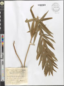 Polygonatum verticillatum (L.) All.