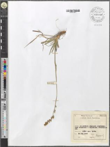 Tofieldia calyculata (L.) Wahlenb.