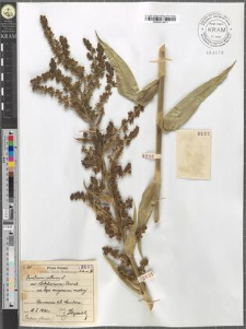 Veratrum album L. var. Lobelianum Bernh.