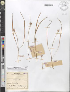 Crocus vernus (L.) Hill subsp. Heuffelianus Herb. fo. tommasiniana tommasiniana