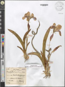Iris aphylla L. var. polonica (Błocki)
