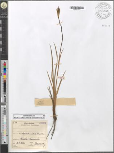 Iris sibirica L.