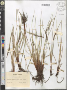 Carex aquatilis Wg × juncella Fr.