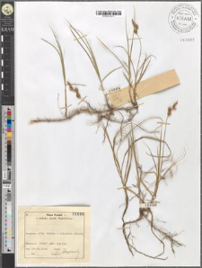 Carex arenaria L.