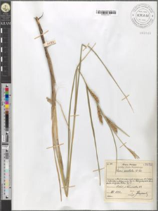 Carex aristata R. Br.