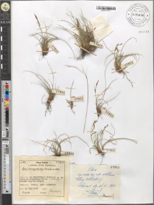 Carex brachystachys Schrank et Moll