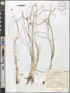 Carex brizoides L.