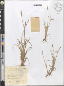 Carex canescens L.