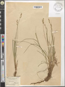 Carex canescens L.