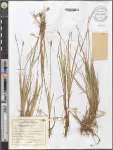 Carex canescens L.