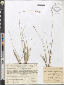 Carex canescens L. var. ɣ. Tenuis Lang.