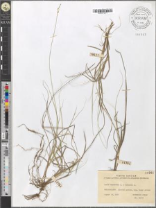 Carex canescens L. × loliacea L.