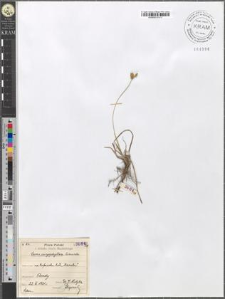 Carex caryophyllea Latourette