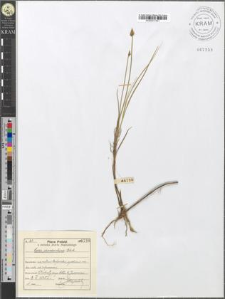Carex chordorrhiza Ehrh.