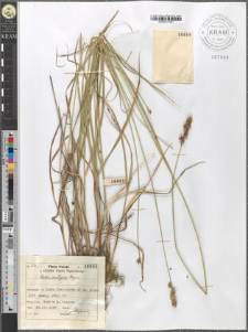 Carex contigua Hoppe