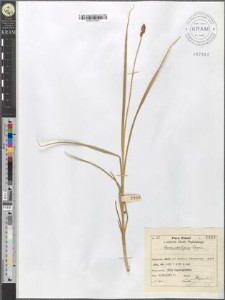 Carex contigua Hoppe