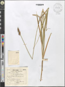 Carex contigua Hoppe var. logissima Tausch.