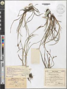 Carex dacica Heuff. basigyna mihi