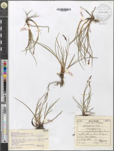 Carex dacica Heuff. polygama mihi