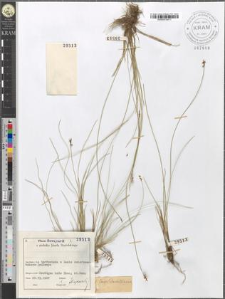 Carex Davalliana