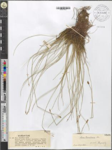 Carex Davalliana Smith.