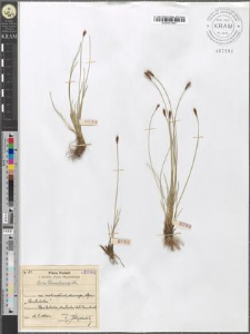 Carex Davalliana Sm.