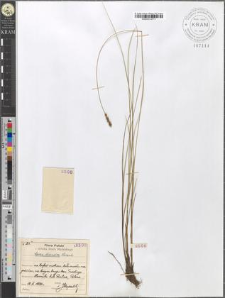Carex diandra Schrank