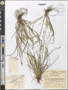Carex digitata L.