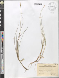 Carex dioica L. × heleonastes Ehrh. L.