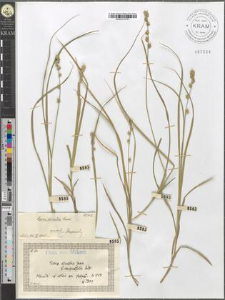 Carex divulsa Good. fo. angustifolia [?]