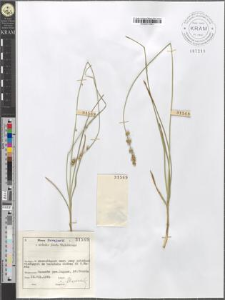 Carex divulsa Stokes