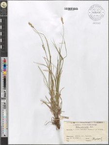 Carex echinata Murr.