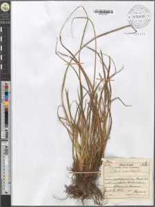Carex hordeistichos Vill.