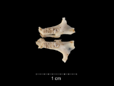 Gerbillus pyramidum