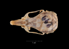 Gerbillus pyramidum
