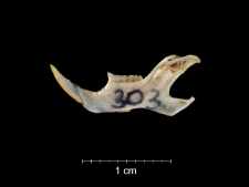 Gerbillus pyramidum