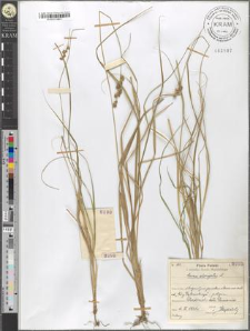 Carex elongata L.