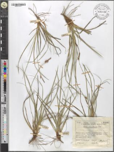 Carex ericetorum Poll.