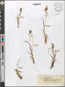 Carex lepidocarpa Tausch.