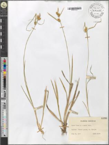 Carex flava L. × Oederi Retz.